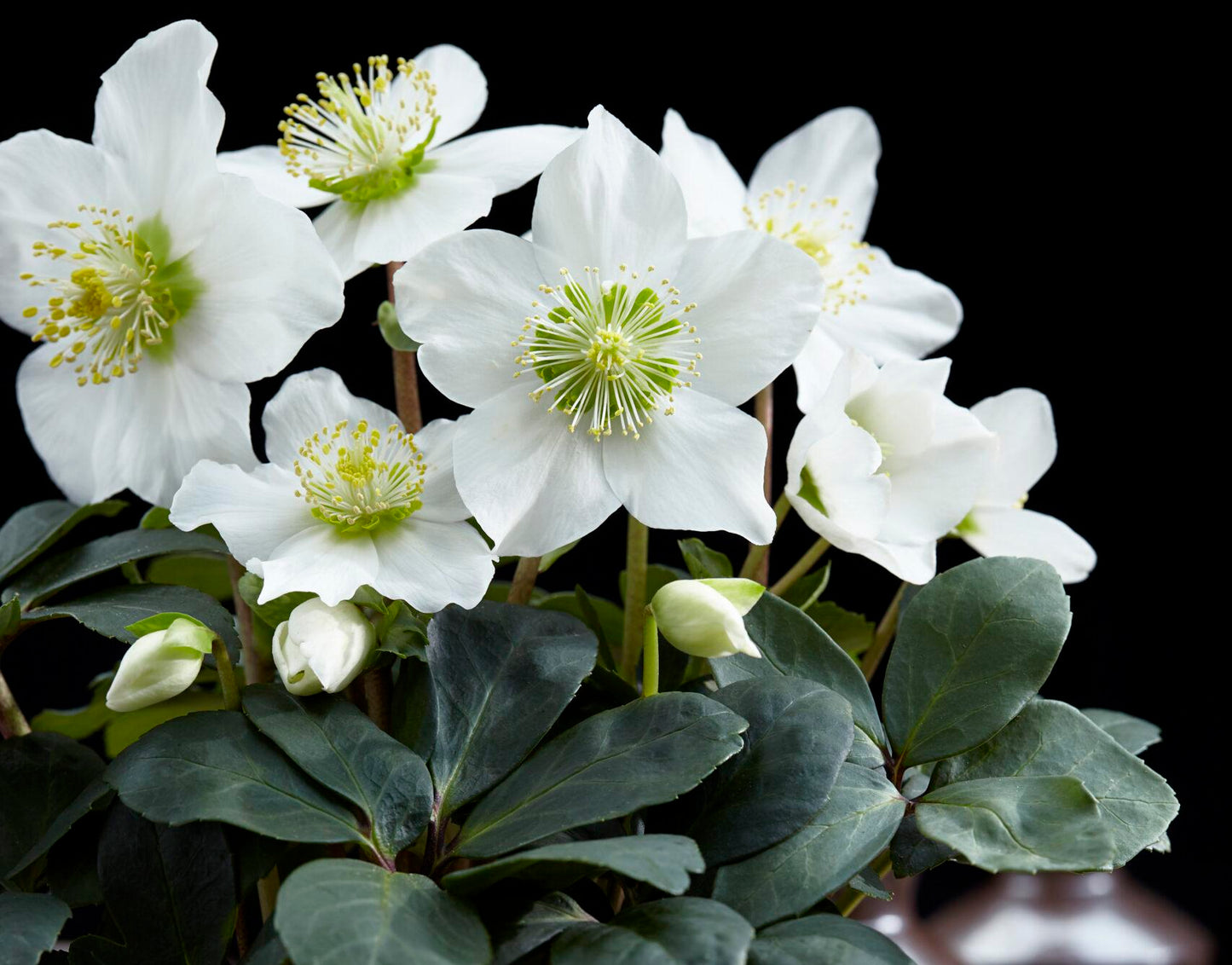 Helleborus 'Niger' - Witte Kerstroos