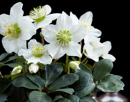 Helleborus 'Niger' - Witte Kerstroos