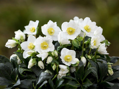Helleborus 'Niger' - Witte Kerstroos