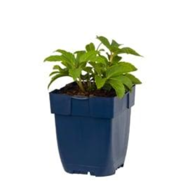 Helleborus 'niger' - Witte Kerstroos (Pakket van 10)