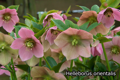 Borderpakket '4-seizoenen-bloei' - 5m² - 50 planten