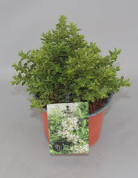 Hebe rakaiensis - Struikveronica