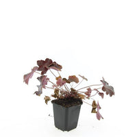 Heuchera micrantha 'Palace Purple' - Purperklokje