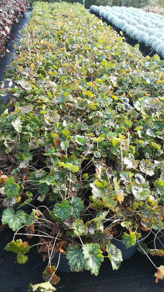 Heuchera americana 'Marvelous Marble' - Purperklokje