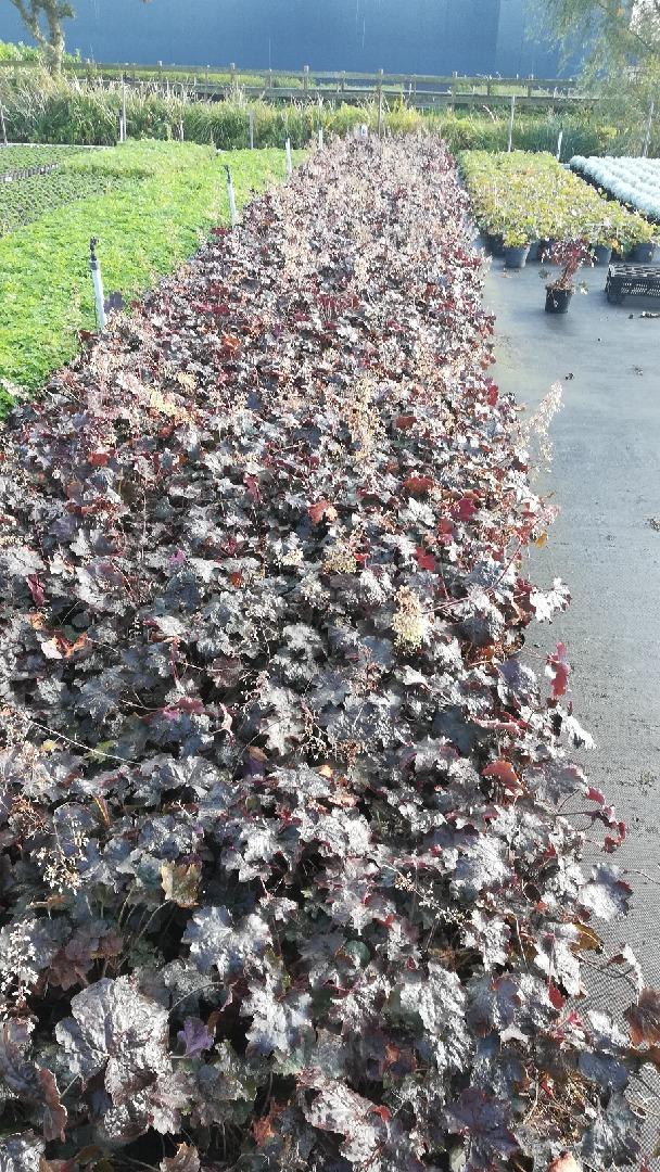 Heuchera micrantha 'Palace Purple' - Purperklokje
