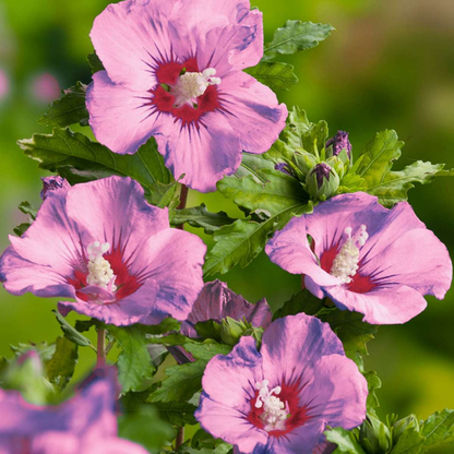 Hibiscus syriacus 'Flower Tower Purple' - Althaeastruik