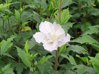 Hibiscus syriacus 'Flower Tower White' - Althaeastruik