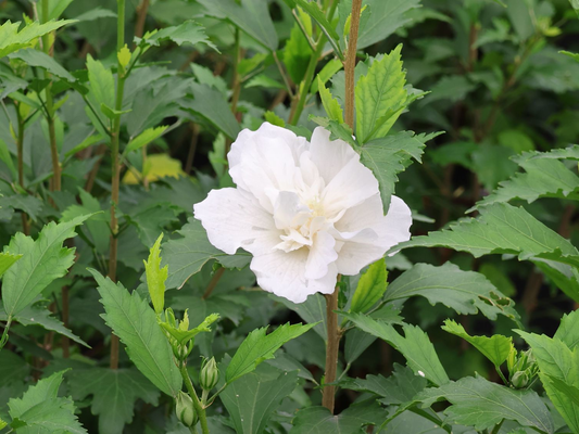 Hibiscus syriacus 'Flower Tower White' - Althaeastruik