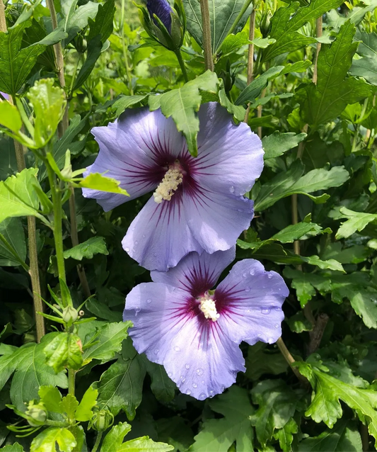 Hibiscus syriacus 'Oiseau Bleu' - Althaeastruik
