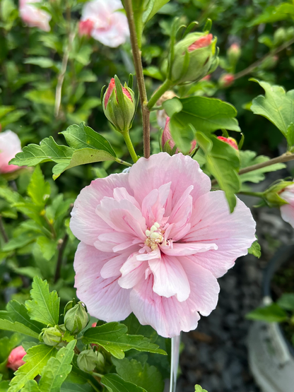 Hibiscus syriacus 'Pink Chiffon' - Althaeastruik