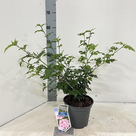 Hibiscus syriacus 'Pink Chiffon' - Althaeastruik