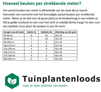 Carpinus betulus - Haagbeuk blote wortel - Pakket voor 10 meter