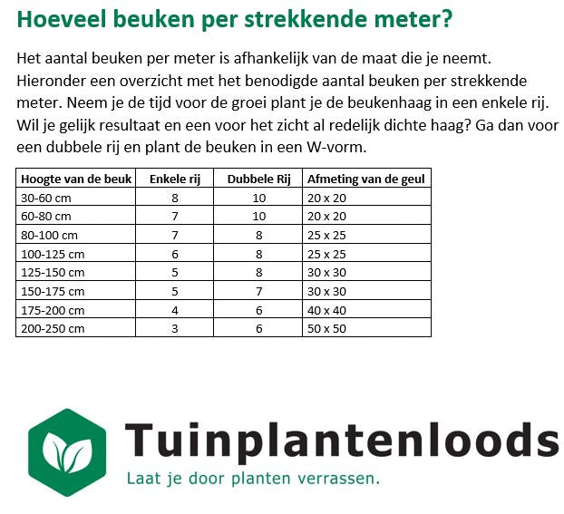 Fagus sylvatica - Groene beukenhaag blote wortel - Pakket voor 10 meter
