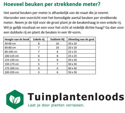 Fagus sylvatica - Groene beukenhaag in pot - 60-80cm pakketten