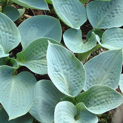 Hosta 'Big Daddy' - Hartlelie (Pakket van 10)