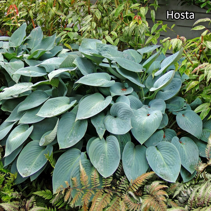 Borderpakket 'Schaduw' - 5m² - 50 planten