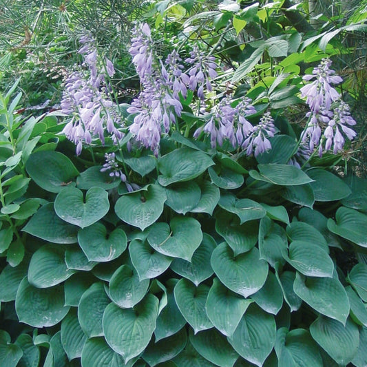 Hosta 'Blue Cadet' - Hartlelie