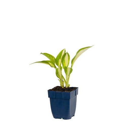 Hosta 'Night Before Christmas' - Hartlelie (Pakket van 10)