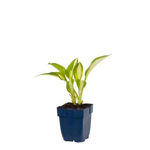 Hosta 'Night Before Christmas' - Hartlelie (Pakket van 10)