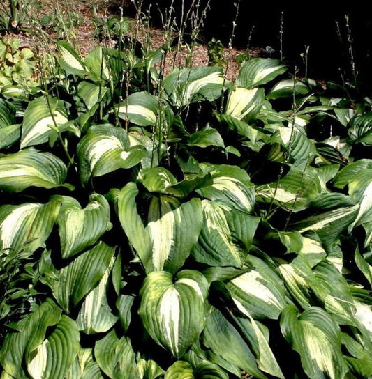 Hosta 'Night Before Christmas' - Hartlelie (Pakket van 10)