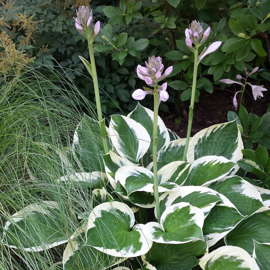 Hosta 'Patriot' - Hartlelie