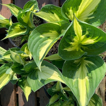 Hosta 'Colored Hulk' - Hartlelie (Pakket van 10)