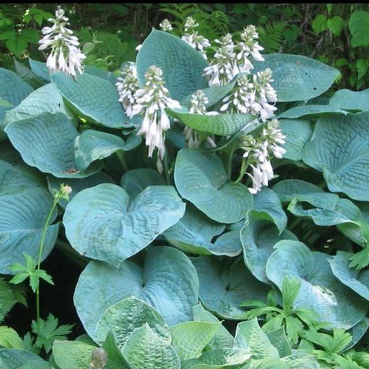 Hosta 'Elegans' - Hartlelie (Pakket van 10)