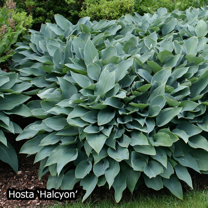 Borderpakket 'Japanse-stijl' - 5m² - 50 planten