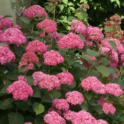 Hydrangea arborescens 'Pink Annabelle' - Bolhortensia