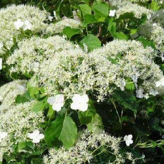 Hydrangea semiola - Klimhortensia