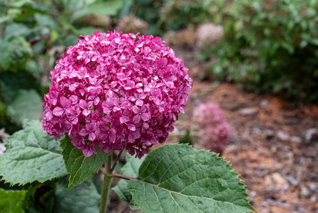 Hydrangea arborescens ‘Ruby Annabelle’ - Bolhortensia