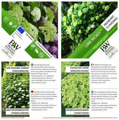 Hydrangea arborescens ‘Lime Rickey’ - Bolhortensia