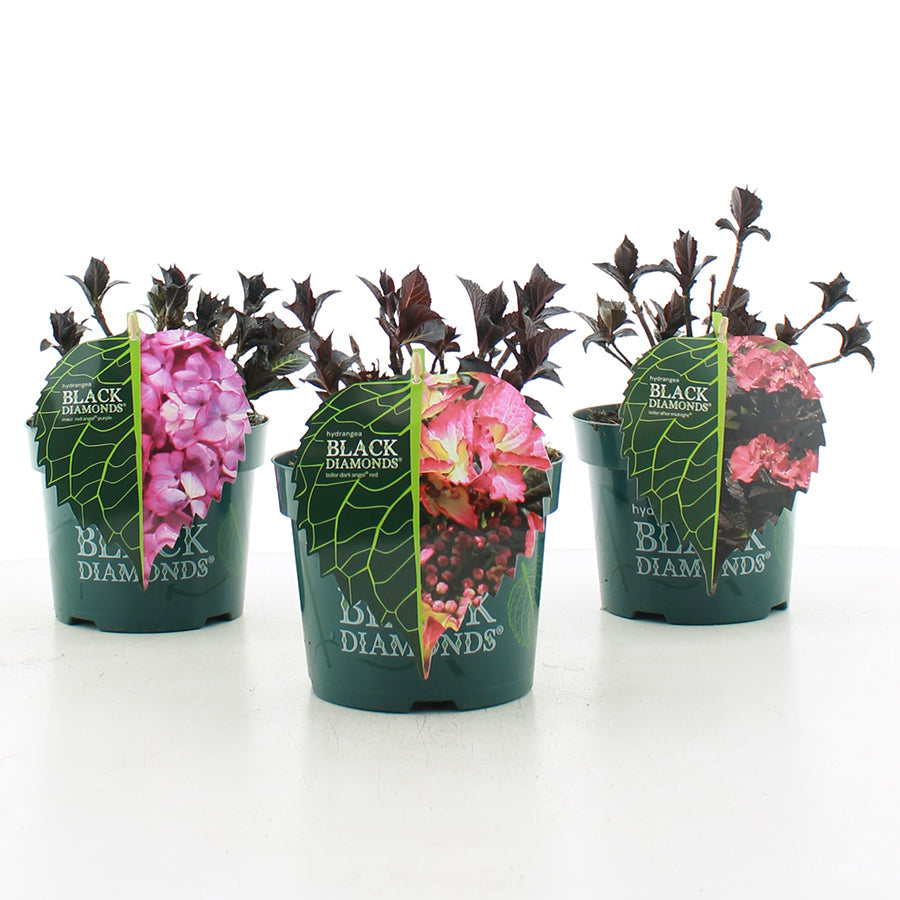 Hydrangea macrophylla 'Dark Angel Red' - Black Diamonds® Collection
