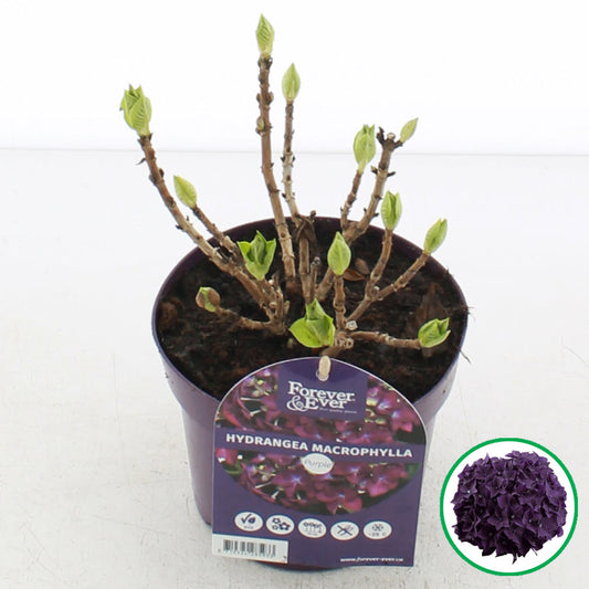 Een prachtige paarse hydrangea macrophylla in een paarse pot, met groene bladeren en bloeiende takken, geschikt voor binnen- en buitenruimtes. Perfect voor tuinversiering of als decoratieve plant.