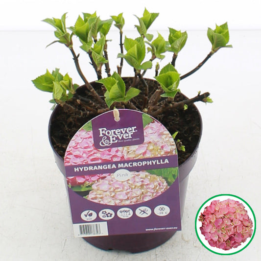 Een bloeiende hydrangea macrophylla in roze met gele tinten, in een paarse pot met een Forever & Ever label. Perfect voor tuinieren en binnenplaatsdecoratie.