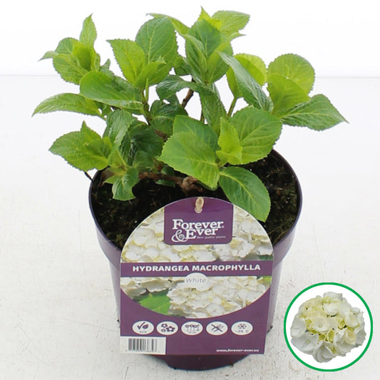 Een witte hydrangea macrophylla in een paarse pot, met groene bladeren en bloeiende takken. Geschikt voor binnen- en buitenruimtes, met een label van Forever & Ever.