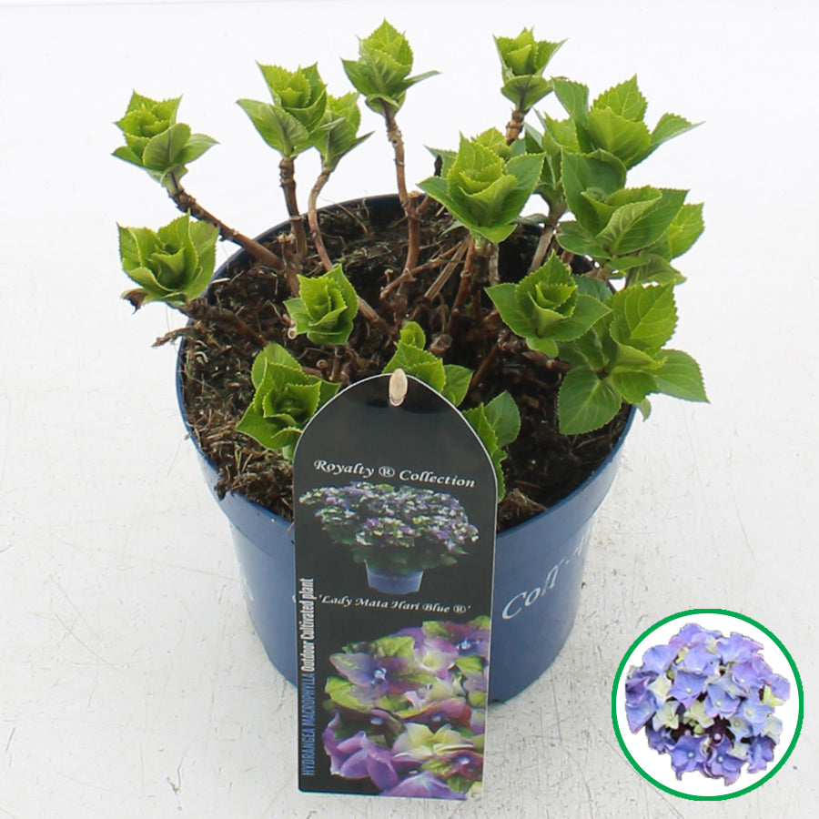 Hydrangea macrophylla 'Royalty Lady Mata Hari Blue' - Royalty Collection®