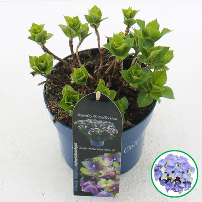 Hydrangea macrophylla 'Royalty Lady Mata Hari Blue' - Royalty Collection®
