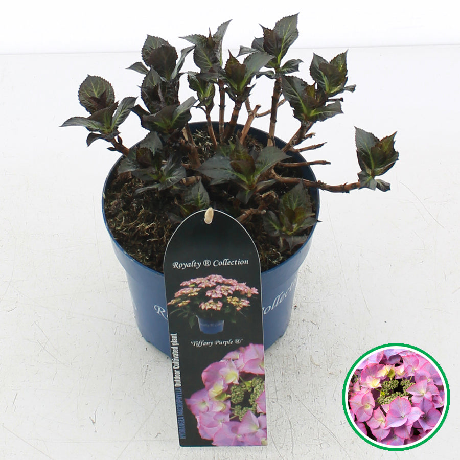 Hydrangea macrophylla 'Royalty Tiffany Purple' - Royalty Collection®