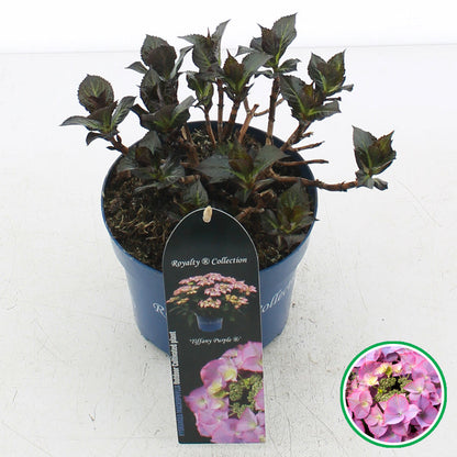 Hydrangea macrophylla 'Royalty Tiffany Purple' - Royalty Collection®