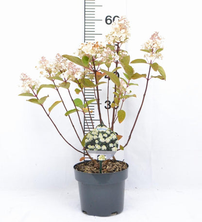 Hydrangea paniculata Baby Lace® - Kleinblijvende witte Pluimhortensia