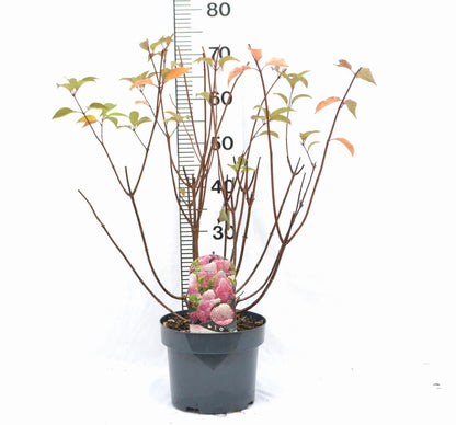 Hydrangea paniculata 'Vanille-Fraise' - Roze Pluimhortensia