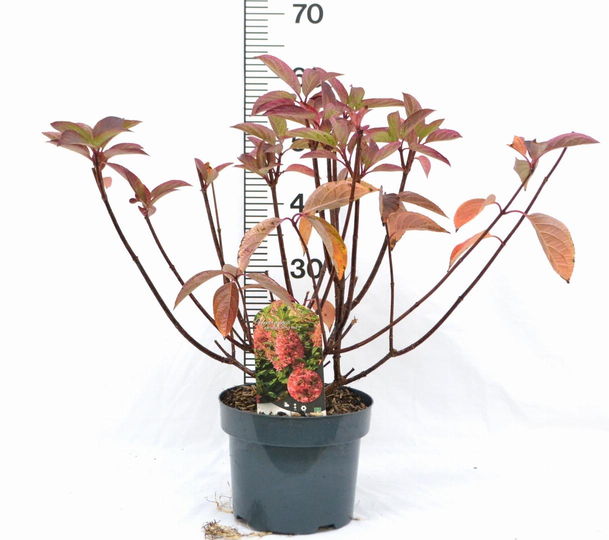 Hydrangea paniculata 'Wim's Red' - Rode Pluimhortensia