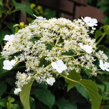 Hydrangea petiolaris - Klimhortensia