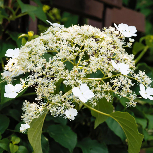 Hydrangea petiolaris - Klimhortensia