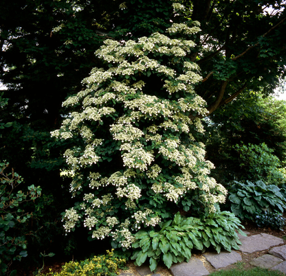 Hydrangea petiolaris - Klimhortensia