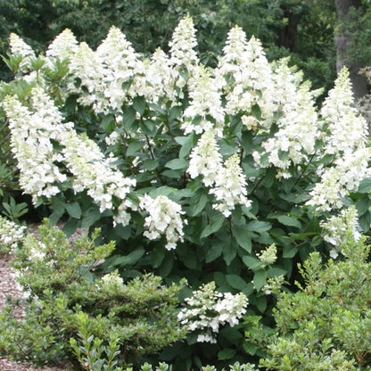 Hydrangea arborescens 'Grandiflora' - Hortensia