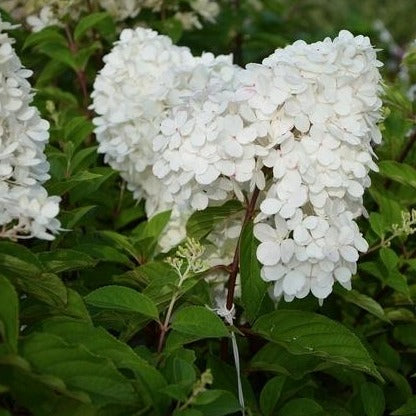 Hydrangea arborescens 'Grandiflora' - Hortensia