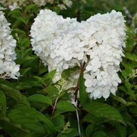 Hydrangea arborescens 'Grandiflora' - Hortensia