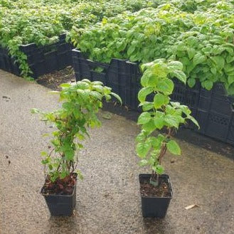 Hydrangea anomala ‘Crug Coral’ - Roze klimhortensia